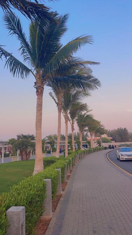 غرس نخيل وشنطني في الاحواش والمزارع في الرياض